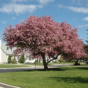 Flowering Tree Photo
