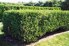 Techny Arborvitae (Thuja occidentalis 'Techny') at The Green Spot Home & Garden
