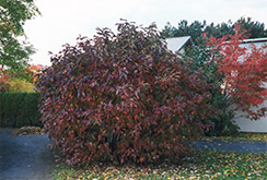Siberian Dogwood (Cornus alba 'Sibirica') at The Green Spot Home & Garden
