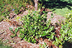 Polaris Blueberry (Vaccinium 'Polaris') at The Green Spot Home & Garden