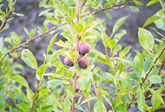 Sapalta Cherry-Plum (Prunus 'Sapalta') at The Green Spot Home & Garden
