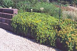 Creeping Jenny (Lysimachia nummularia) at The Green Spot Home & Garden