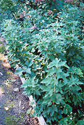 Ben Nevis Black Currant (Ribes nigrum 'Ben Nevis') at The Green Spot Home & Garden