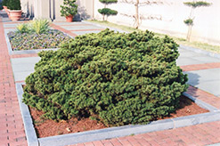 Dwarf Norway Spruce (Picea abies 'Nana') at The Green Spot Home & Garden