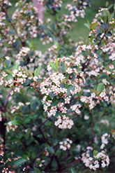 Black Chokeberry (Aronia melanocarpa) at The Green Spot Home & Garden