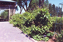 Issai Hardy Kiwi (Actinidia arguta 'Issai') at The Green Spot Home & Garden