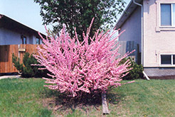 Double Flowering Plum (Prunus triloba 'Multiplex') at The Green Spot Home & Garden