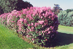 Minuet Lilac (Syringa x prestoniae 'Minuet') at The Green Spot Home & Garden