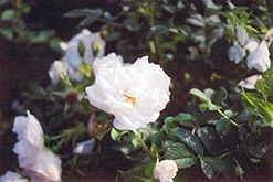 Blanc Double de Coubert Rose (Rosa 'Blanc Double de Coubert') at The Green Spot Home & Garden