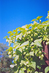 Hops (Humulus lupulus) at The Green Spot Home & Garden