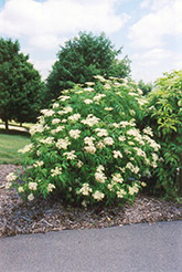 American Elder (Sambucus canadensis) at The Green Spot Home & Garden