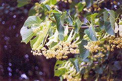 American Linden (Tilia americana) at The Green Spot Home & Garden