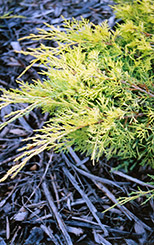 Gold Lace Juniper (Juniperus x media 'Gold Lace') at The Green Spot Home & Garden