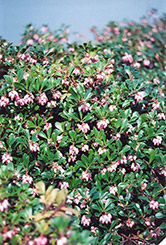 Vancouver Jade Bearberry (Arctostaphylos uva-ursi 'Vancouver Jade') at The Green Spot Home & Garden