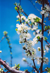 Mount Royal Plum (Prunus 'Mount Royal') at The Green Spot Home & Garden