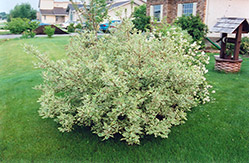 Silver Variegated Dogwood (Cornus alba 'Elegantissima') at The Green Spot Home & Garden