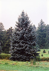 Hoopsii Blue Spruce (Picea pungens 'Hoopsii') at The Green Spot Home & Garden
