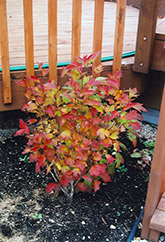 Compact Highbush Cranberry (Viburnum trilobum 'Compactum') at The Green Spot Home & Garden