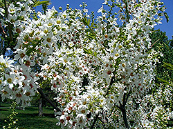 Yellowhorn (Xanthoceras sorbifolium) at The Green Spot Home & Garden