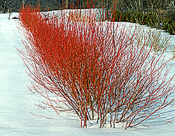 Cardinal Dogwood (Cornus sericea 'Cardinal') at The Green Spot Home & Garden