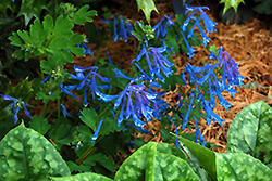 Blue Corydalis (Corydalis elata) at The Green Spot Home & Garden