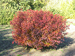 Atomic Amur Maple (Acer ginnala 'Durglobe') at The Green Spot Home & Garden