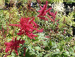 Glow Astilbe (Astilbe x arendsii 'Glow') at The Green Spot Home & Garden
