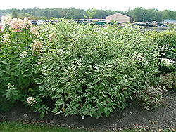 Strawberry Daiquiri Dogwood (Cornus alba 'Stdazam') at The Green Spot Home & Garden
