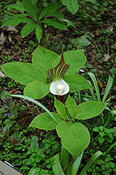 Japanese Jack-In-The-Pulpit (Arisaema sikokianum) at The Green Spot Home & Garden