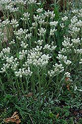 Pussytoes (Antennaria dioica) at The Green Spot Home & Garden