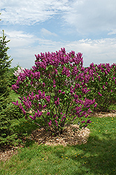 Ludwig Spaeth Lilac (Syringa vulgaris 'Ludwig Spaeth') at The Green Spot Home & Garden