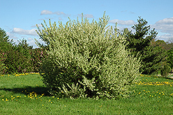Silverberry (Elaeagnus commutata) at The Green Spot Home & Garden