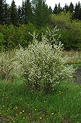 Honeywood Saskatoon (Amelanchier alnifolia 'Honeywood') at The Green Spot Home & Garden