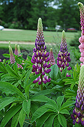 Russell Blue Lupine (Lupinus 'Russell Blue') at The Green Spot Home & Garden
