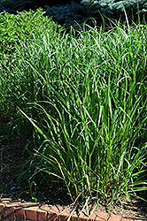 Switch Grass (Panicum virgatum) at The Green Spot Home & Garden