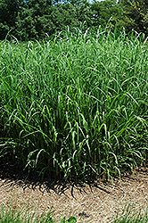 Silver Feather Maiden Grass (Miscanthus sinensis 'Silver Feather') at The Green Spot Home & Garden