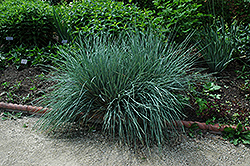 Blue Oat Grass (Helictotrichon sempervirens) at The Green Spot Home & Garden
