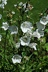White Carpathain Bellflower (Campanula carpatica 'Alba') at The Green Spot Home & Garden