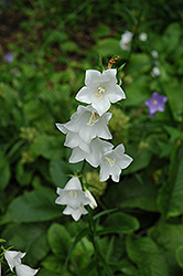 White Peachleaf Bellflower (Campanula persicifolia 'Alba') at The Green Spot Home & Garden