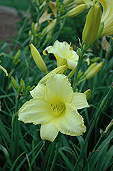 Happy Ever Appster Happy Returns Daylily (Hemerocallis 'Happy Returns') at The Green Spot Home & Garden