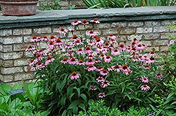 Magnus Coneflower (Echinacea purpurea 'Magnus') at The Green Spot Home & Garden