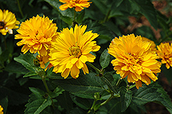 Summer Sun False Sunflower (Heliopsis helianthoides 'Summer Sun') at The Green Spot Home & Garden