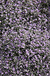 Sea Lavender (Limonium latifolium) at The Green Spot Home & Garden