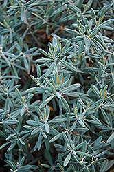 Blue Ice Bog Rosemary (Andromeda polifolia 'Blue Ice') at The Green Spot Home & Garden