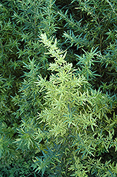 Oriental Limelight Artemisia (Artemisia vulgaris 'Oriental Limelight') at The Green Spot Home & Garden