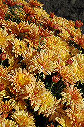 Tiger Tail Chrysanthemum (Chrysanthemum 'Tiger Tail') at The Green Spot Home & Garden
