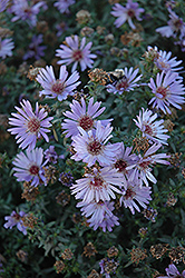 Woods Blue Aster (Symphyotrichum 'Woods Blue') at The Green Spot Home & Garden