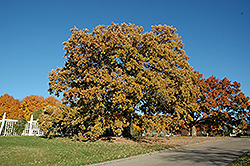 Bur Oak (Quercus macrocarpa) at The Green Spot Home & Garden