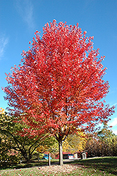 Autumn Blaze Maple (Acer x freemanii 'Jeffersred') at The Green Spot Home & Garden
