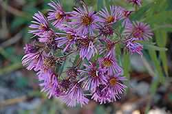New England Aster (Symphyotrichum novae-angliae) at The Green Spot Home & Garden